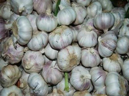 農業科普:你所不知道的大蒜的秘密,帶你走進大蒜的世界