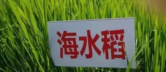 對不起，我跟著華為，辭職種地了！