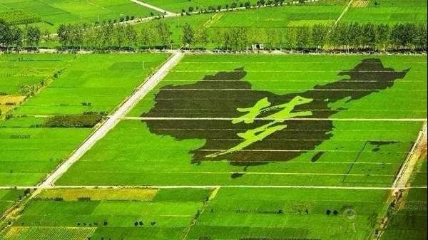 區(qū)塊鏈農(nóng)業(yè)迎來政策風(fēng)向標(biāo)!