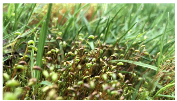 5G的到來(lái)給智慧農(nóng)業(yè)帶來(lái)了什么