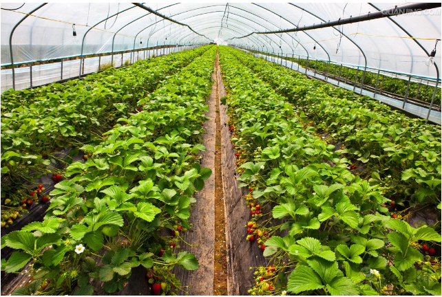 智慧農(nóng)業(yè)怎樣利用好人工智能來(lái)加快落地