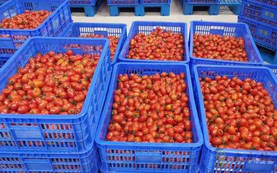 不來嘗嘗看 物聯網種出&ldquo;網紅小番茄&rdquo;