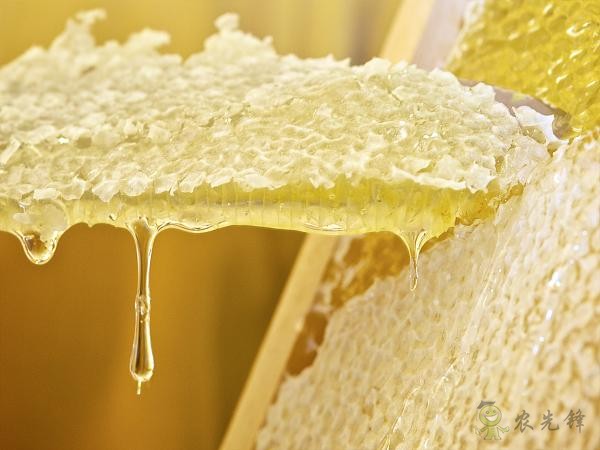 蜜蜂與現代農業：從&ldquo;取一半，留一半&rdquo;到&ldquo;送蜜蜂上戰場&rdquo;