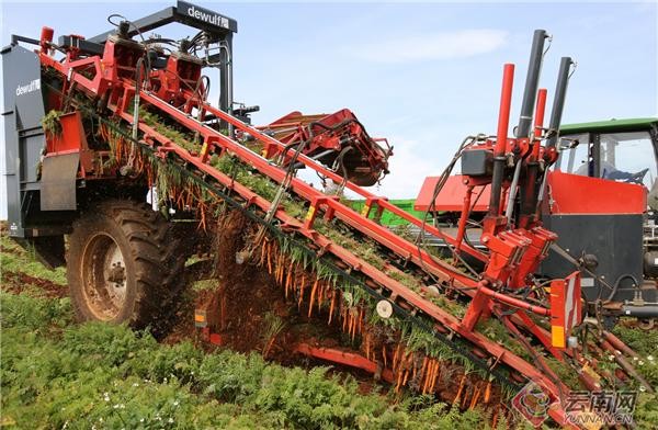 蒙自:現代農業產業成為鄉村振興“助推器”