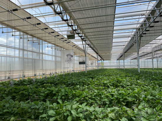 誰種出的草莓更好，人工智能VS頂尖農人？