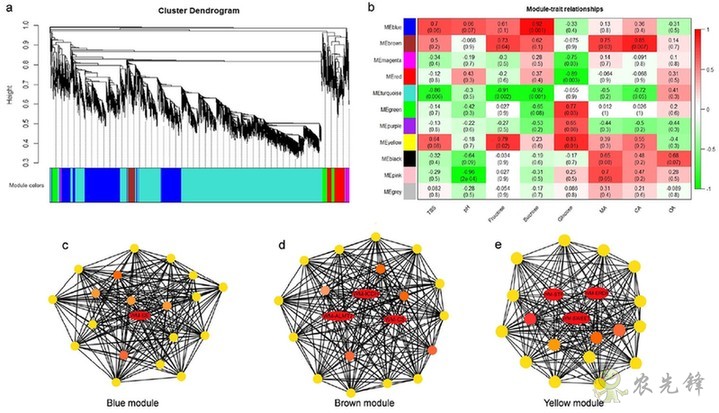 西瓜為什么這樣甜?