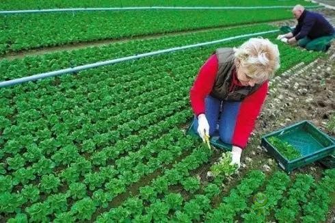 農(nóng)業(yè)模式