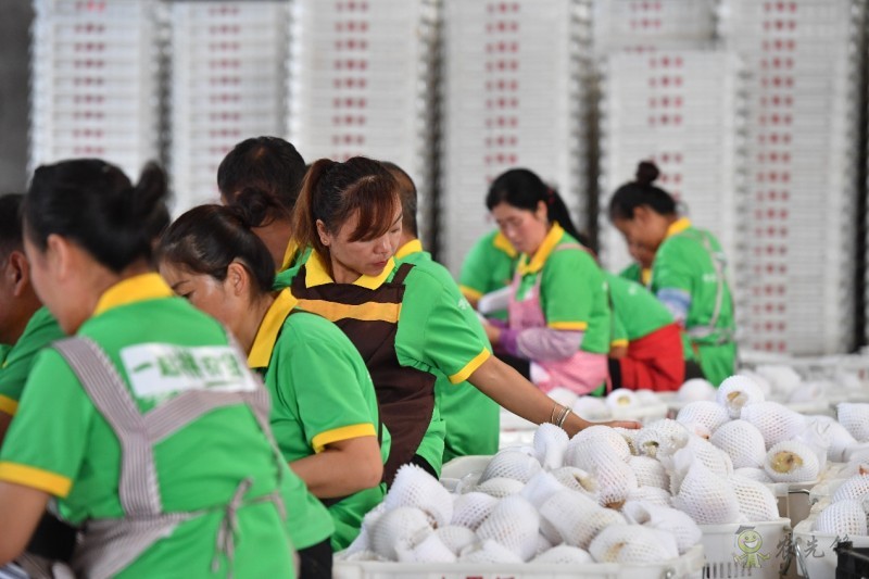 拼多多持續再加碼農業,“最初一公里”構架基本完成