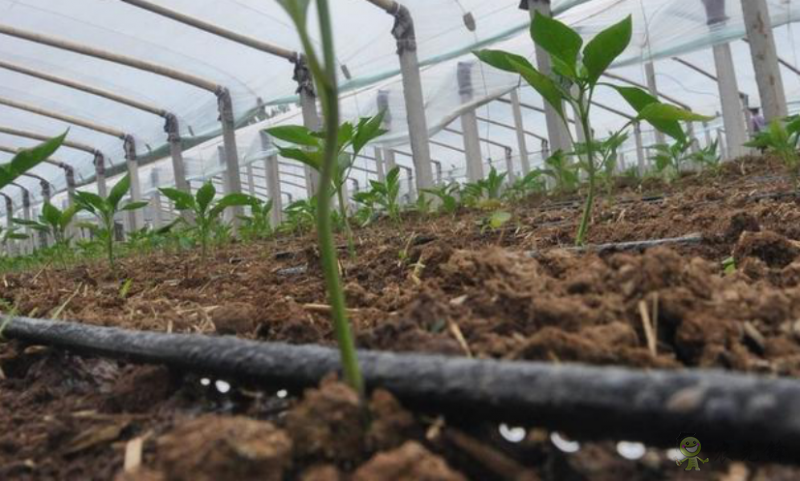 農(nóng)業(yè)模式