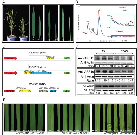 水稻葉片的寬窄，由這個核糖體蛋白來調控