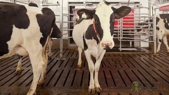 Elliott農(nóng)場首批擠奶機(jī)器人啟用