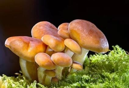 采摘成功率可達(dá)97%，蘑菇采摘機(jī)器人