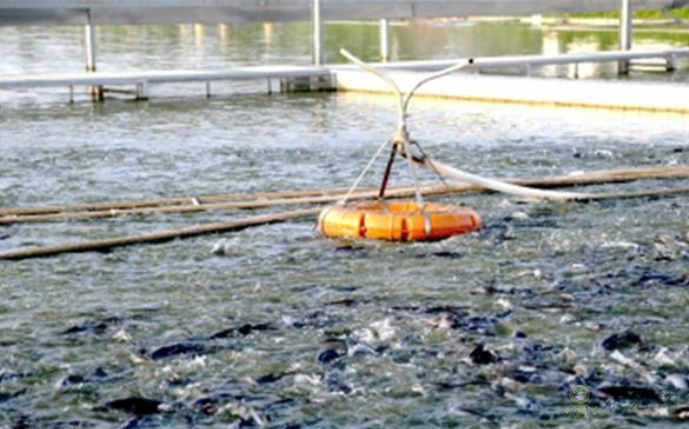 鮰魚新品種&ldquo;江豐1號(hào)&rdquo;產(chǎn)業(yè)支撐效果顯著