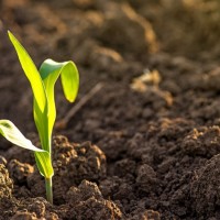 土壤改良 特石模式解決方案