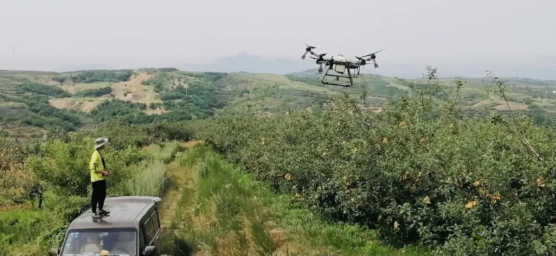 黃蚜死亡率超 90%,中國農大蘋果 T30 飛防示范園效果顯著