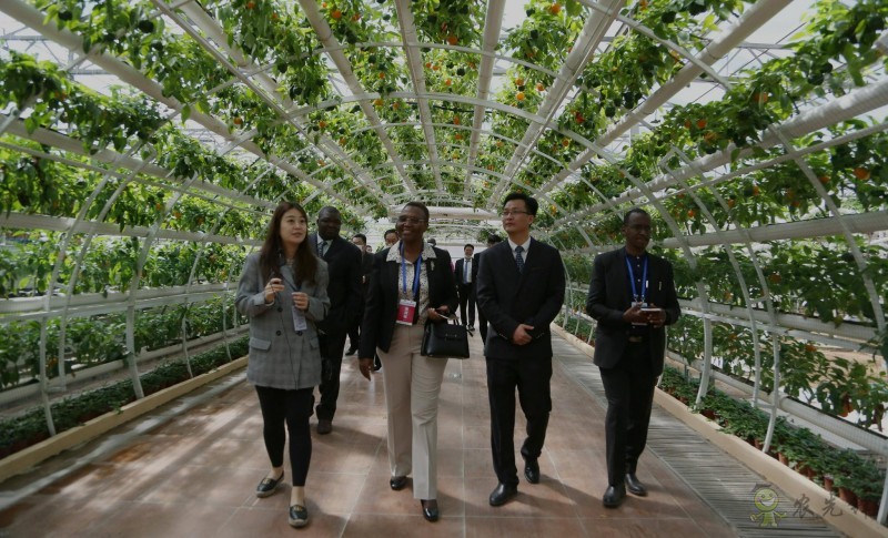 濰坊市外辦:構(gòu)建&ldquo;外事+農(nóng)業(yè)&rdquo; 助力&ldquo;三個模式&rdquo;創(chuàng)新提升