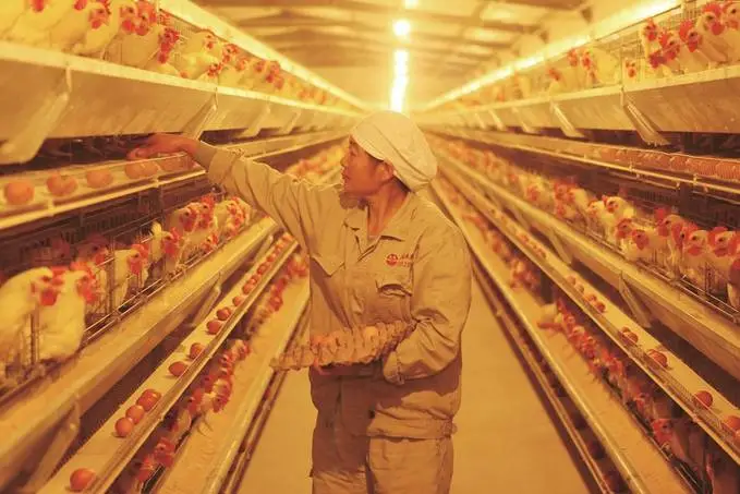 江蘇描繪現代畜牧業高質量發展的&ldquo;現實模樣&rdquo;