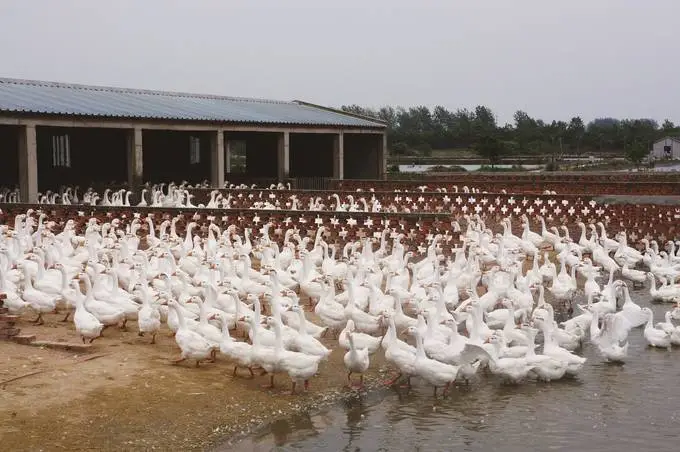 江蘇描繪現代畜牧業高質量發展的&ldquo;現實模樣&rdquo;