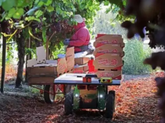 明星農(nóng)業(yè)機(jī)器人公司Burro完成1090萬美元融資,拆包即可安裝使用