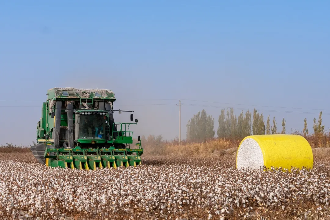 超級棉田喜獲豐收，極飛科技打造鄉(xiāng)村振興新樣本