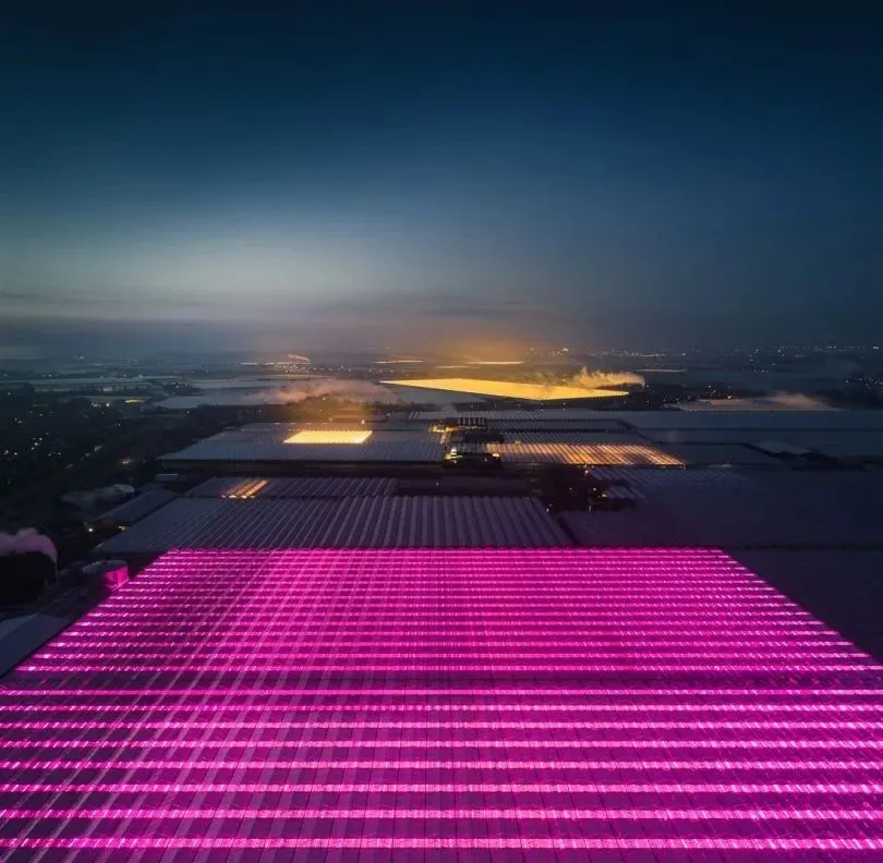 荷蘭智能溫室夜景，美得令人窒息