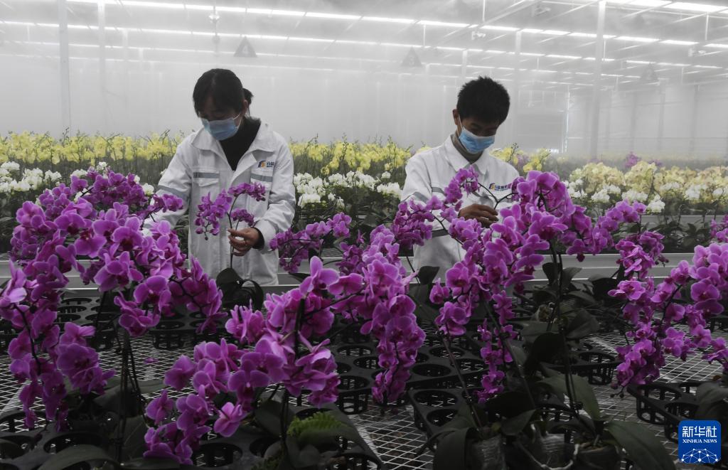 新華社發(史有東 攝)