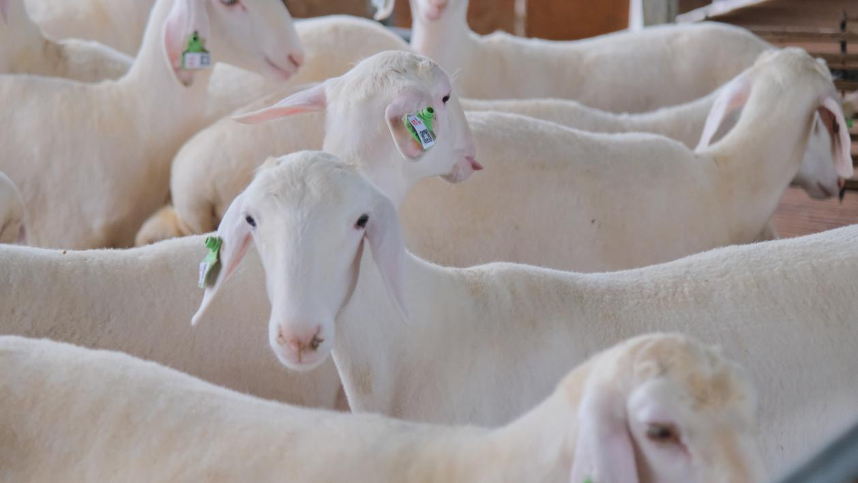 聯通5G破譯鄉村振興&ldquo;密碼&rdquo;助力&ldquo;智慧農業&rdquo;生根結果