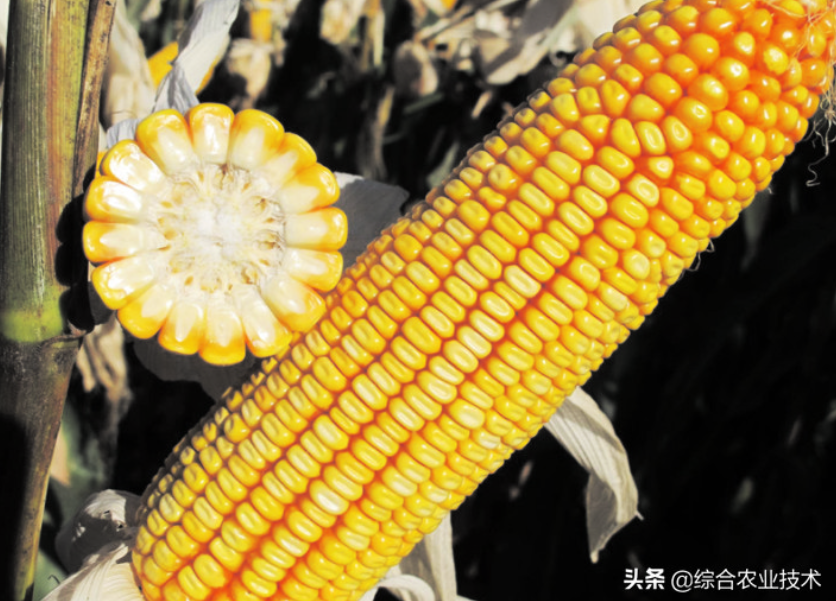 紅軸品種高產(chǎn)呢還是白品種高產(chǎn)？