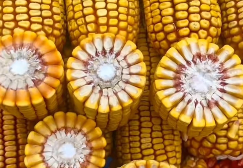 紅軸品種高產(chǎn)呢還是白品種高產(chǎn)？