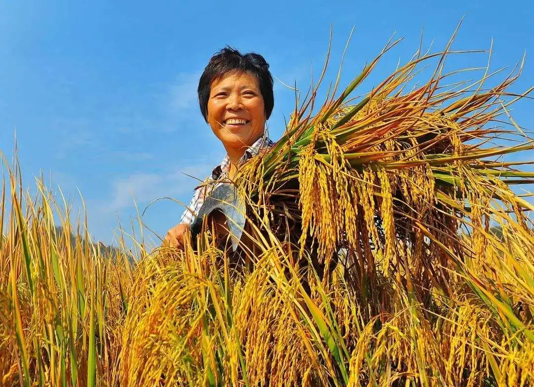 白描 苑鵬：現(xiàn)代化進(jìn)程中我國農(nóng)民全面發(fā)展的痛點