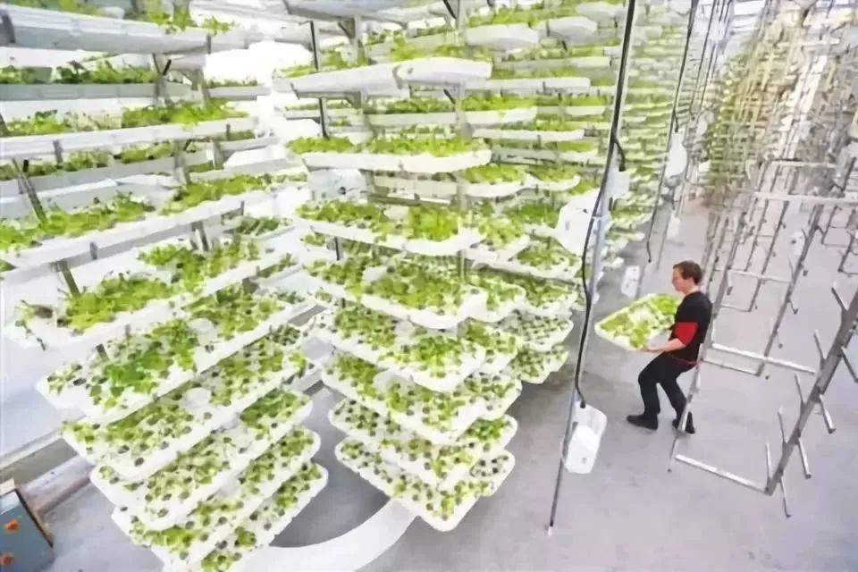 什么是垂直農場?垂直農場的盈利前景與經典案例