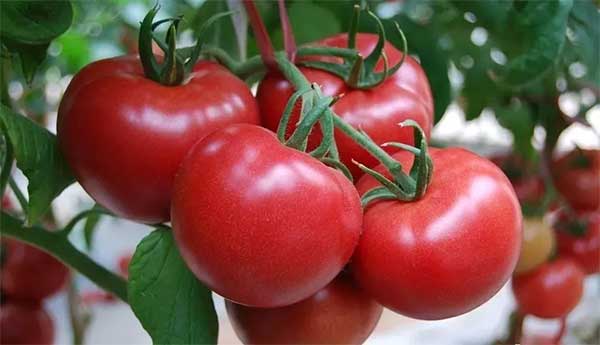 【海外農業】沙漠種糧食，零排放養魚，空氣中取水&hellip;以色列如何逆天成為農業強國？