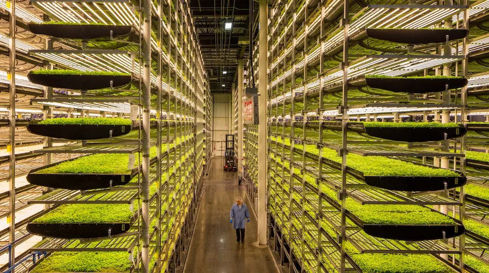 垂直農(nóng)業(yè)領(lǐng)域的&ldquo;泡沫&rdquo;要爆？