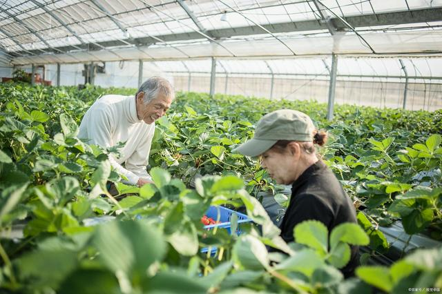 三大智慧農業特點，引領現代農業發展