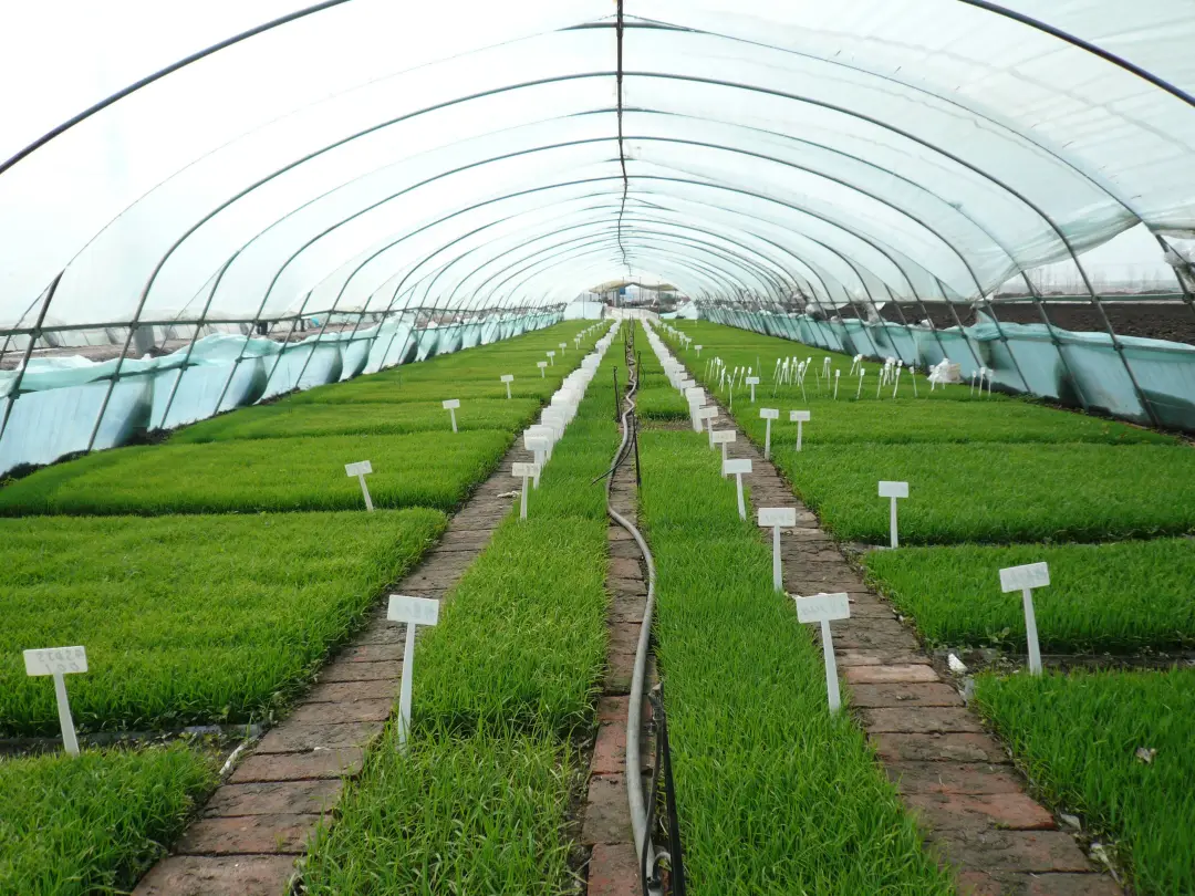 盤和林:“十四五”:鄉村建設進入數字驅動新階段