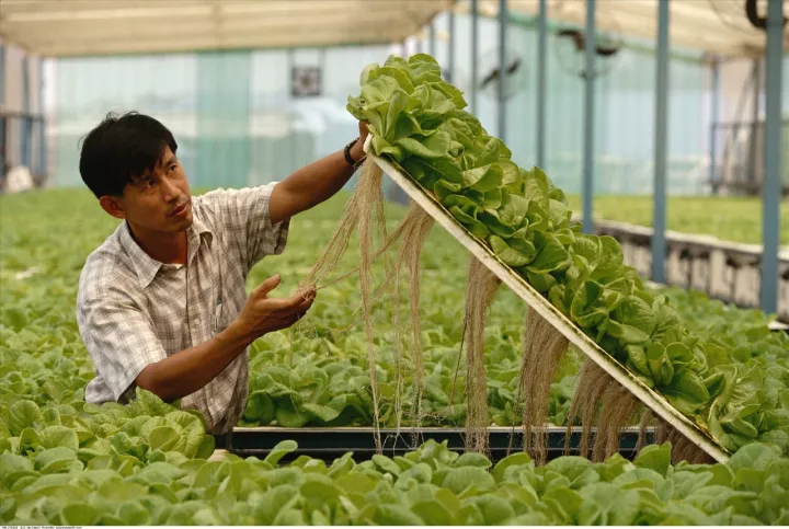 新加坡農業：5大創新玩法，中國農業值得借鑒