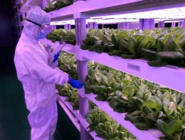 透視中日荷三國“植物工廠”案例,植物工廠的下一站又是什么