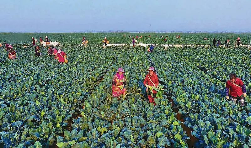 提檔升級！“十四五”期間我省將建50個省級現代農業產業高質量發展示范園