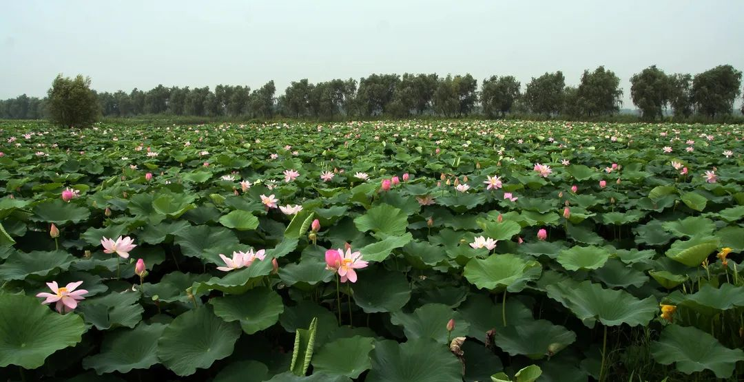 提檔升級！“十四五”期間我省將建50個省級現代農業產業高質量發展示范園