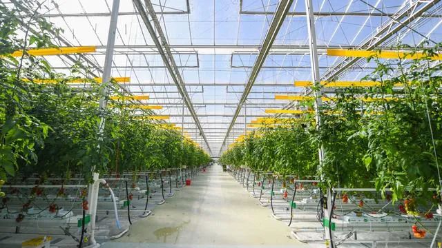 好！北京：設(shè)施農(nóng)業(yè)機(jī)械化率今年將達(dá)到43.5%！