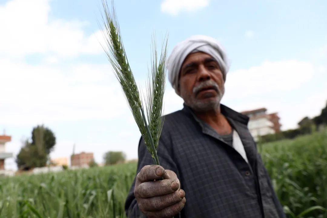 俄烏局勢對主要農(nóng)產(chǎn)品國際市場與貿(mào)易的影響有哪些？