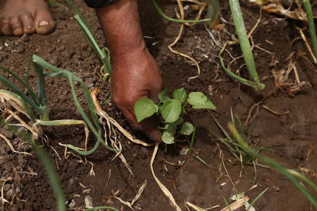 俄烏局勢對主要農(nóng)產(chǎn)品國際市場與貿(mào)易的影響有哪些？