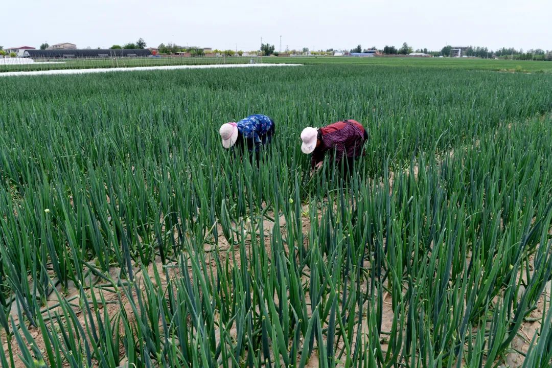 國務院：打通物流微循環，保障農資農產品運輸