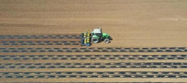 畝栽近8000株！曲周棉花種植實(shí)現(xiàn)全程機(jī)械化！