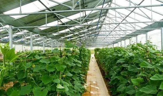 光伏農(nóng)業(yè)：政策利好，鄉(xiāng)村振興加速器，但商業(yè)模式有待升級