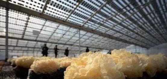 光伏農(nóng)業(yè)：政策利好，鄉(xiāng)村振興加速器，但商業(yè)模式有待升級