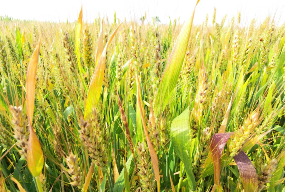 彩色小麥或是發(fā)展功能農(nóng)業(yè)的好項目