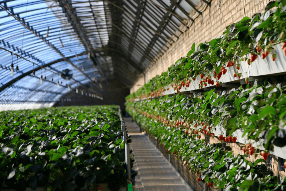 百旺園區把草莓種在“云端” 百旺園區把草莓種在“云端”