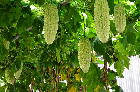 北菜園農產品生產全程可追溯 北菜園農產品生產全程可追溯
