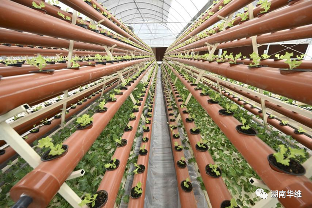 在沙漠里種菜？中國蔬菜走進(jìn)世界杯